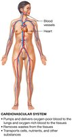 Cardiovascular system diagram