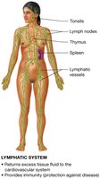Lymphatic system diagram