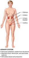 Urinary system diagram