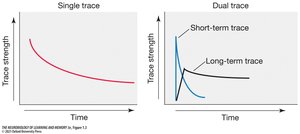 Graph showing single trace and dual trace models of memory