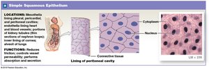 Simple Squamous Epithelium