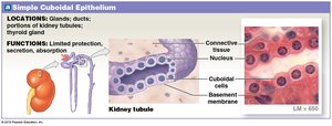 Simple Cuboidal Epithelium