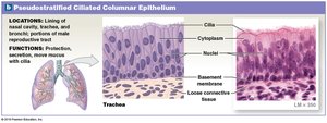 Pseudostratified Columnar Epithelium