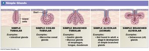 Simple Glands