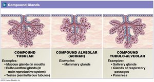 Compound Glands