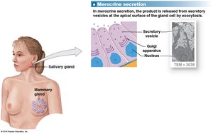 Merocrine Secretion