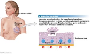Apocrine Secretion