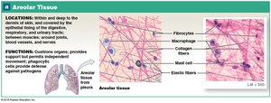 Areolar Tissue