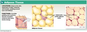 Adipose Tissue