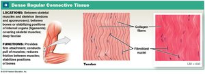 Dense Regular Connective Tissue