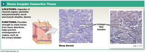 Dense Irregular Connective Tissue