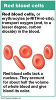 Red Blood Cells