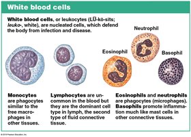 White Blood Cells