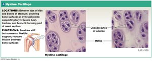 Hyaline Cartilage