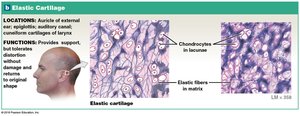 Elastic Cartilage