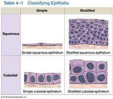 Classifying Epithelia Table 1