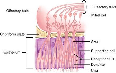 Structure of olfactory epithelium and neurons