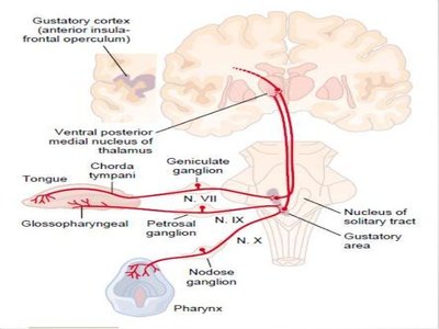 Central gustatory pathway