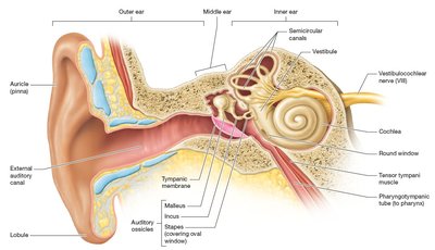 Anatomy of the ear: external, middle, and inner ear