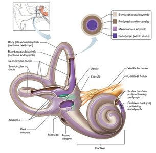 Bony and membranous labyrinths of the inner ear