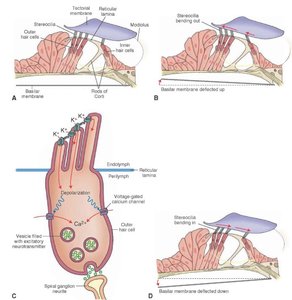 Cochlear structure and chambers