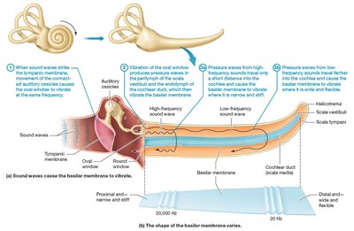 Vibration of the basilar membrane and sound transmission