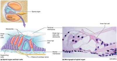 Spiral organ and hair cell structure