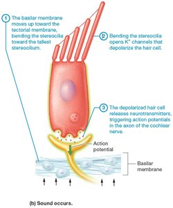 Transduction of sound in hair cells