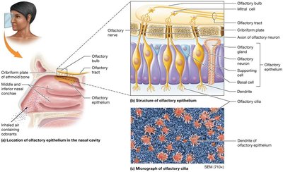 Location and structure of olfactory epithelium