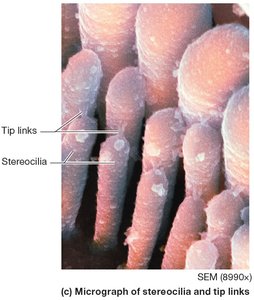 Hair cell depolarization and action potential generation