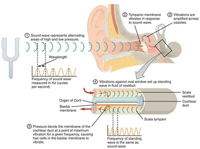 Sound wave transmission and basilar membrane vibration