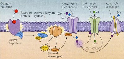 Olfactory transduction pathway