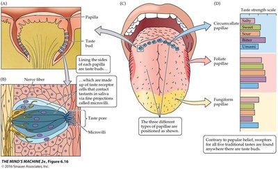 Types and locations of papillae and taste buds