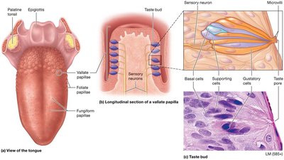 Anatomy of the tongue and taste buds