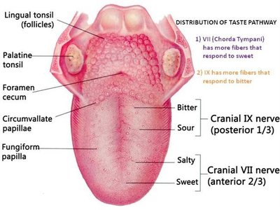Distribution of taste sensations and cranial nerves on the tongue
