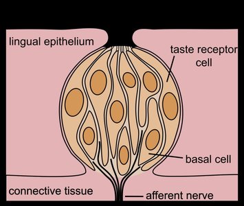 Taste bud structure with receptor, basal, and afferent nerve