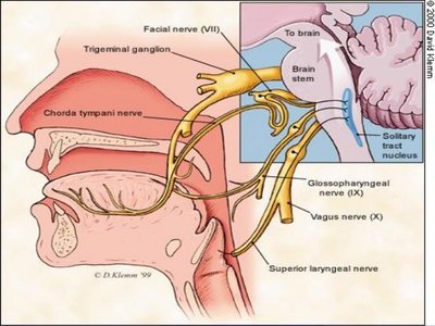 Cranial nerves and taste pathway to the brain