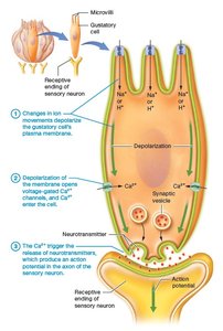 Transduction of taste in gustatory cells