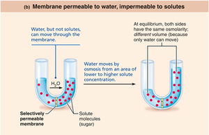 Osmosis across a membrane