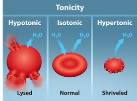 Tonicity effects on cells