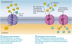 Primary and secondary active transport