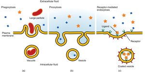 Types of endocytosis
