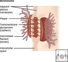 Desmosome structure