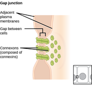 Gap junction structure