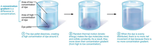Diffusion of dye in water