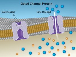 Gated channel protein