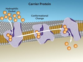 Carrier protein mechanism