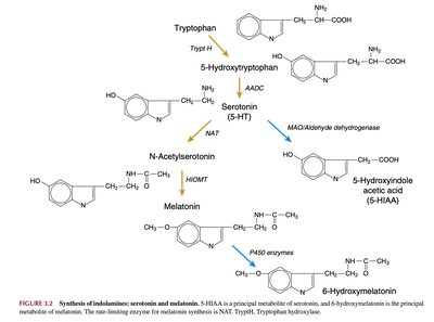 Neural and humoral regulation of melatonin synthesis
