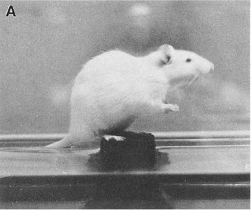 Rat on flower pot platform for sleep deprivation