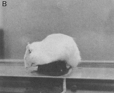 Rat sleeping episode on flower pot